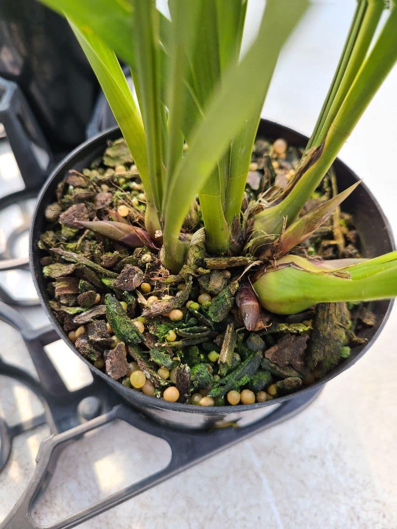 4寸。ミスマフェット。花芽4個。5鉢セット。蜜蜂誘引蘭。日本蜜蜂