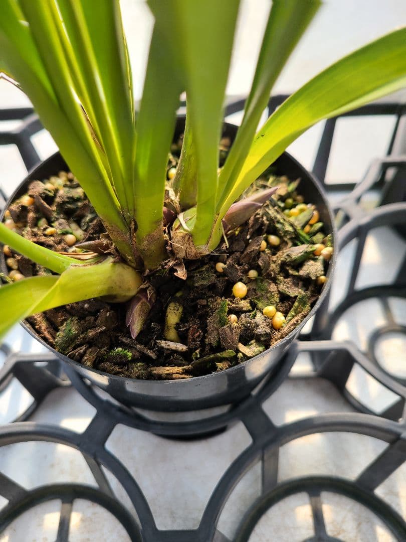 4寸。ミスマフェット。花芽4個。5鉢セット。蜜蜂誘引蘭。日本蜜蜂