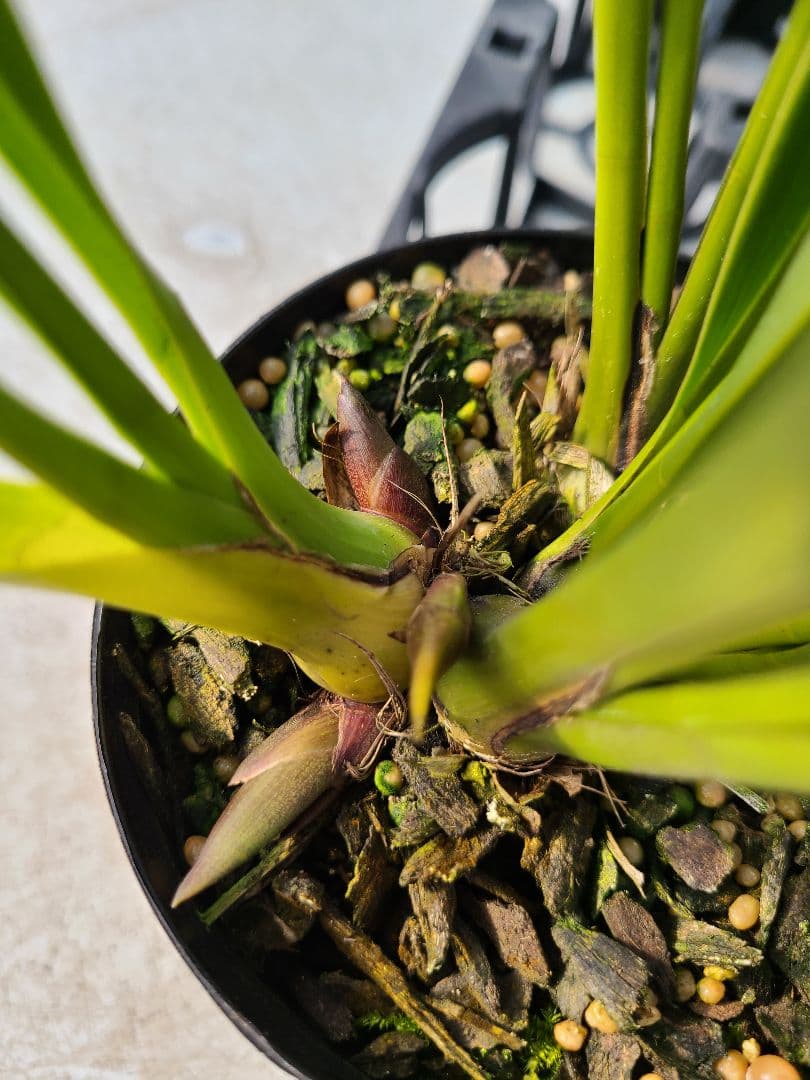 4寸。ミスマフェット。花芽4個。5鉢セット。蜜蜂誘引蘭。日本蜜蜂