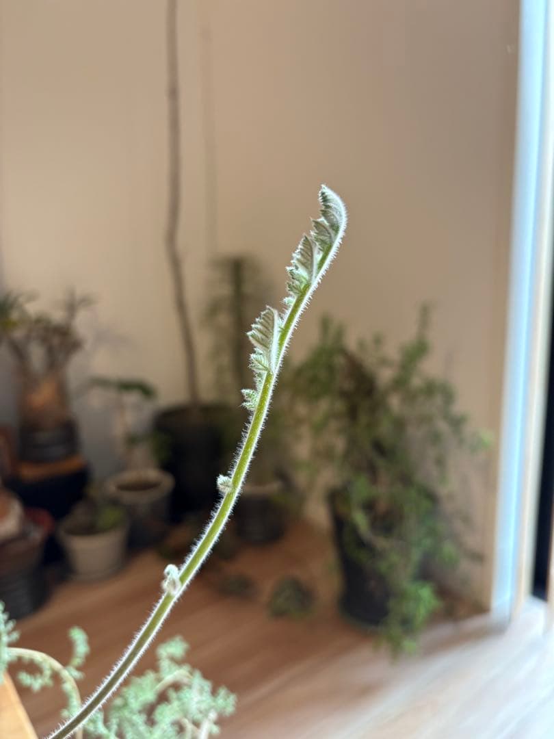 ペラルゴニウム トリステ 作家鉢 冬型塊根植物