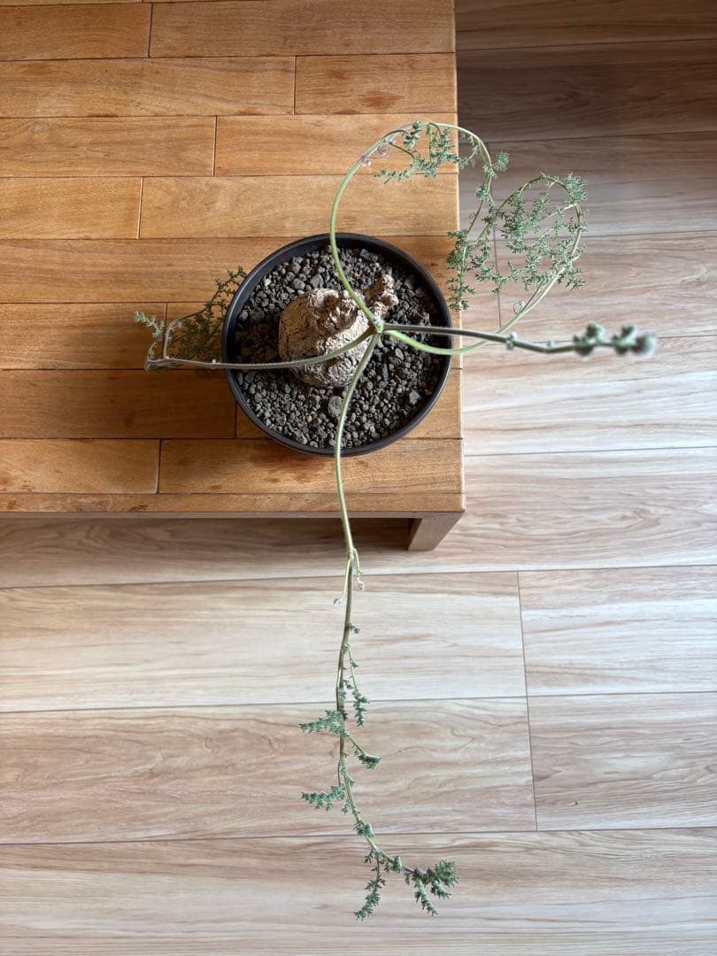 ペラルゴニウム トリステ 作家鉢 冬型塊根植物