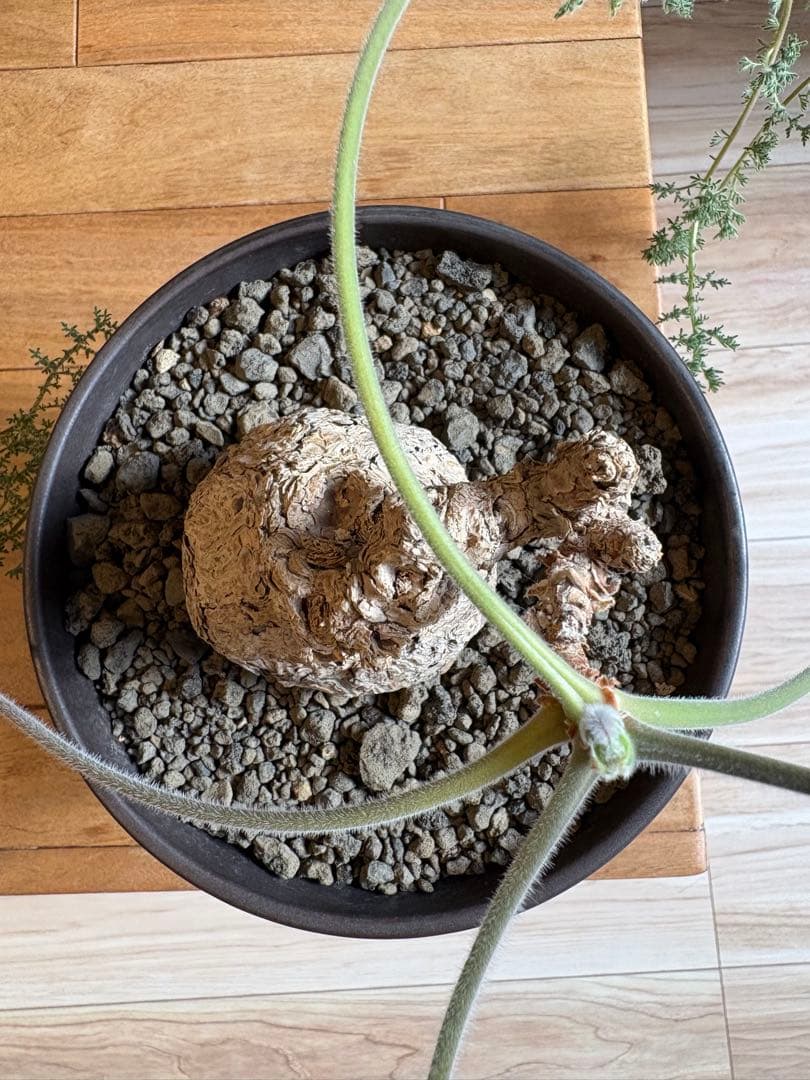 ペラルゴニウム トリステ 作家鉢 冬型塊根植物