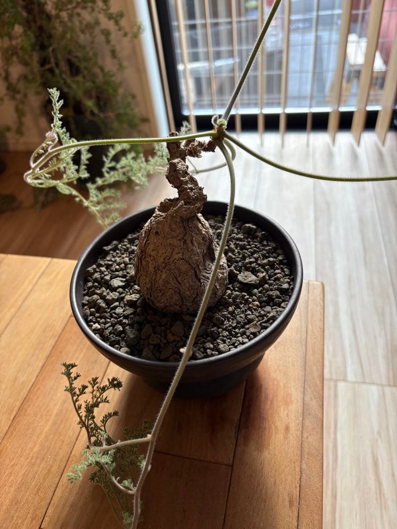 ペラルゴニウム トリステ 作家鉢 冬型塊根植物