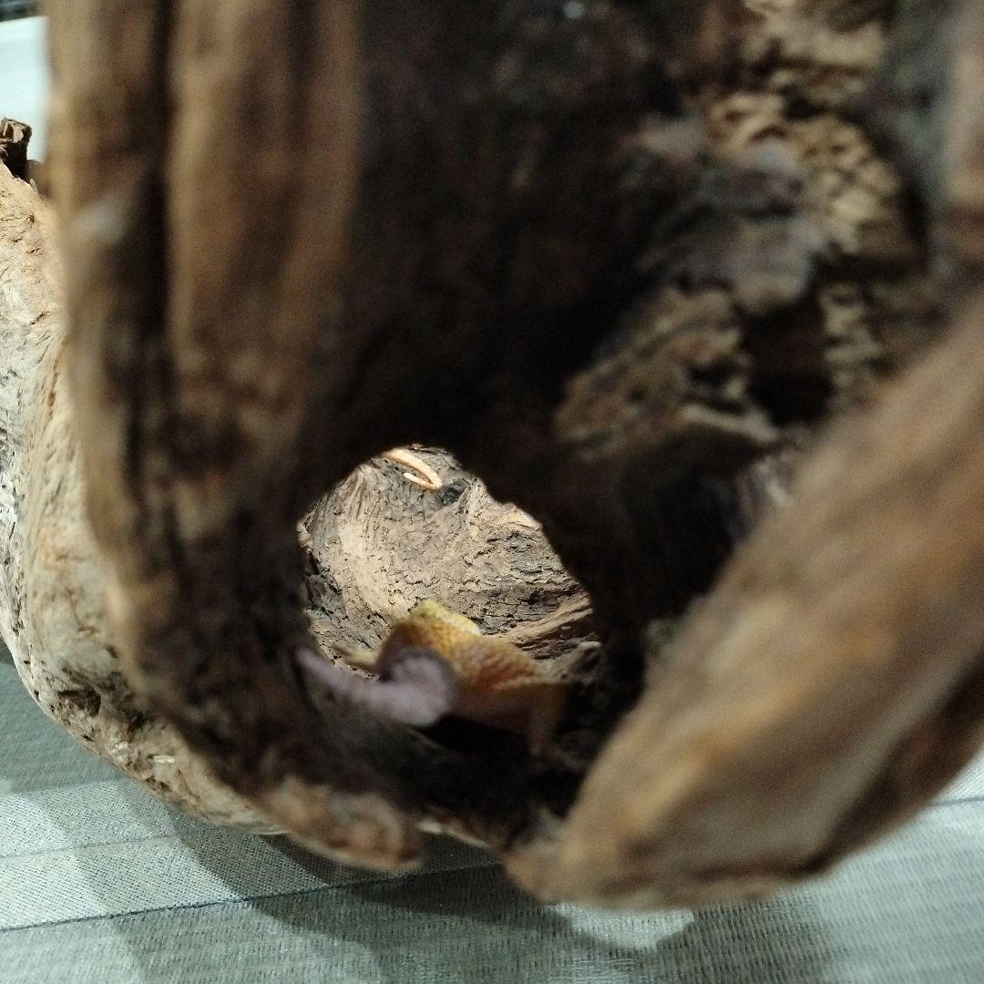 【No.901】超大型シェルター流木　爬虫類レイアウト✫