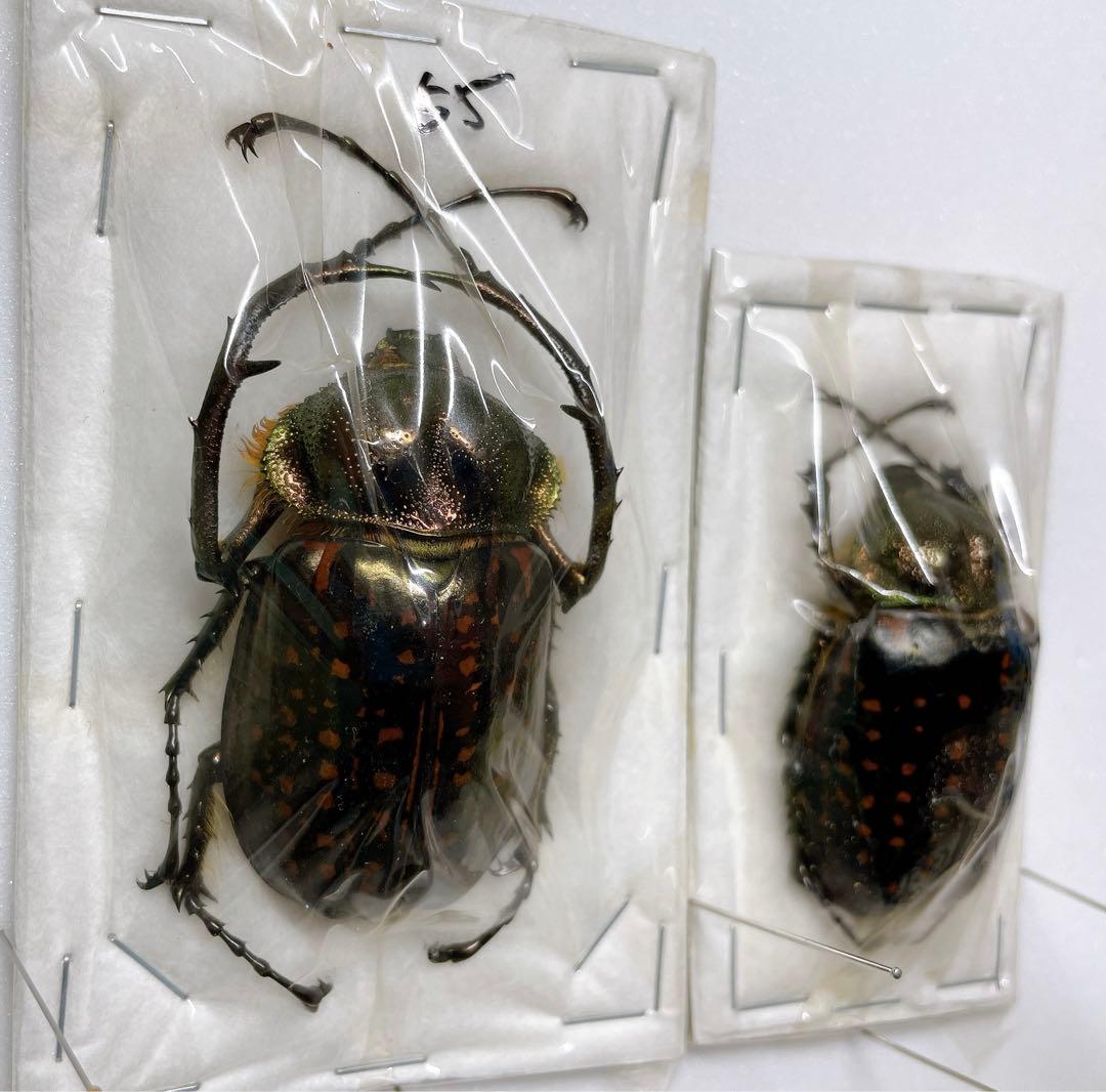 テルヌマテナガコガネ　♂♀