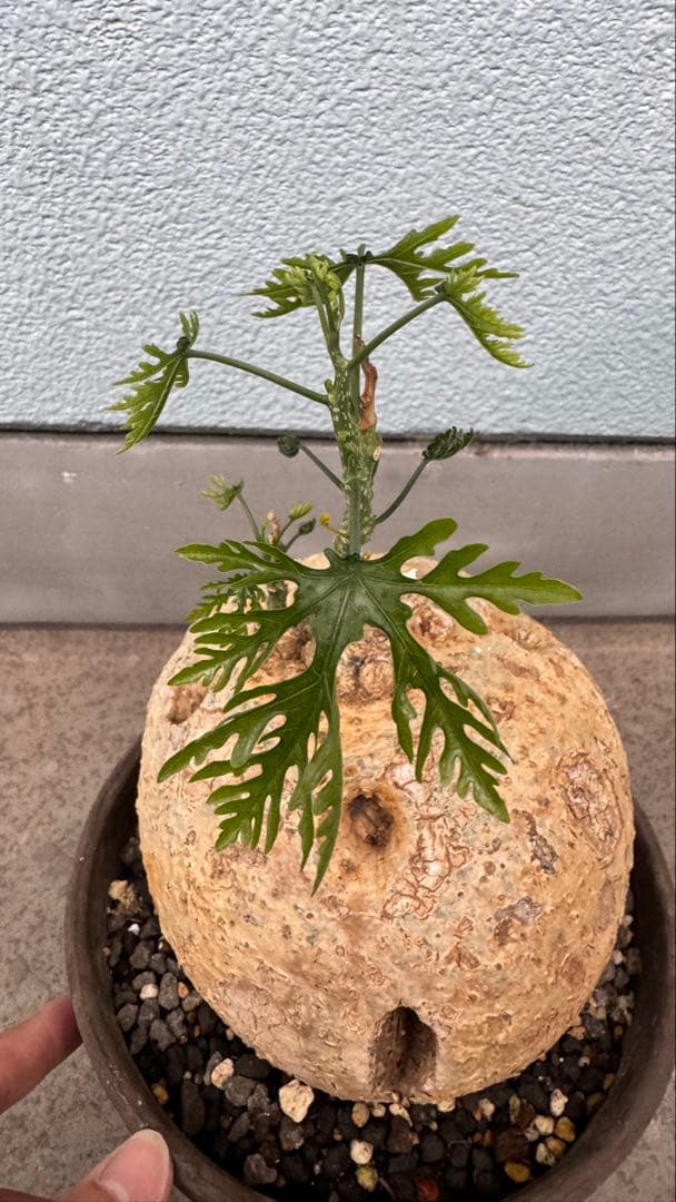 アデニア ペリエリ