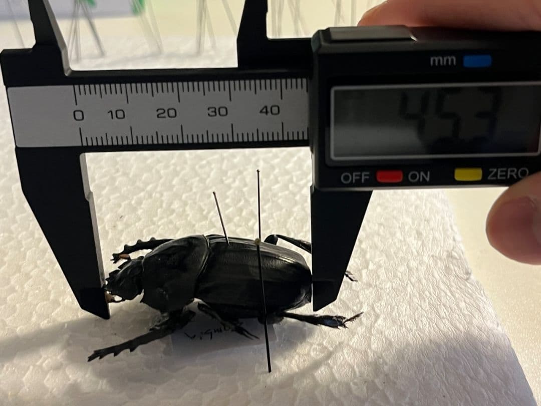 【属内2位】スネブトタマオシコガネ スカラベ糞虫フンチュウ昆虫標本