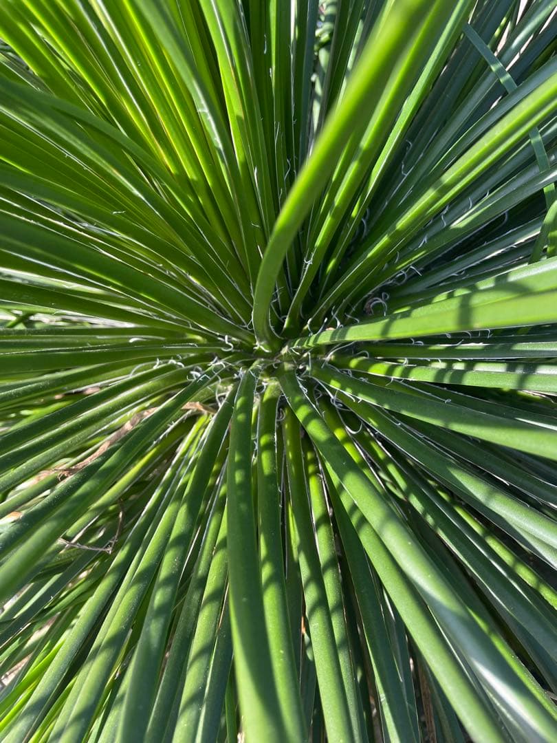 超特大　観葉植物　アガベ　ジェミニフローラ