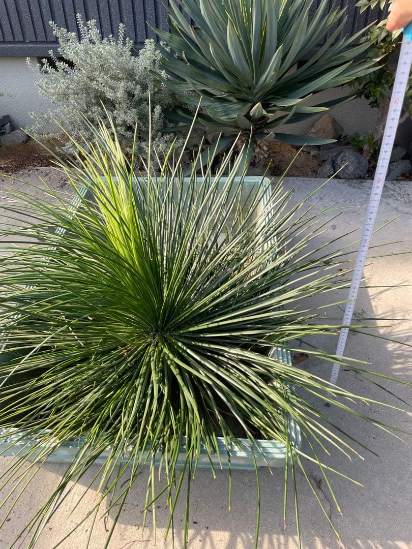 超特大　観葉植物　アガベ　ジェミニフローラ