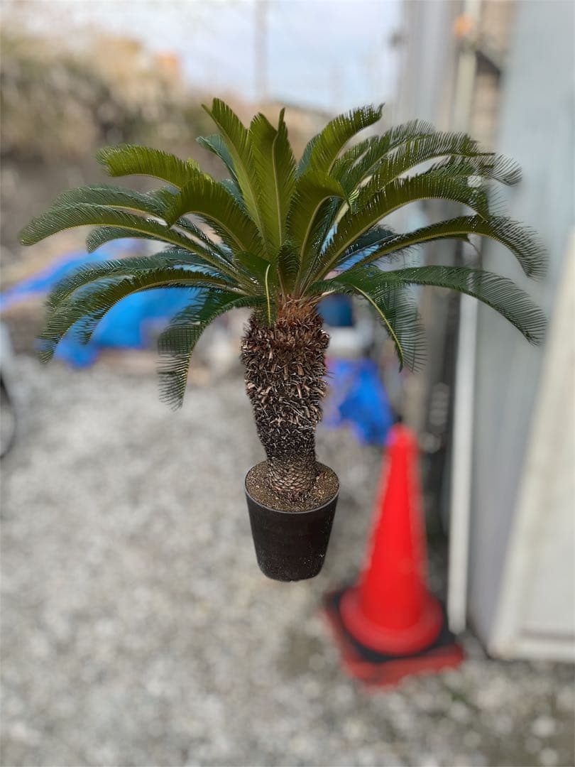 ソテツ 鉢植え 地植え シンボルツリー