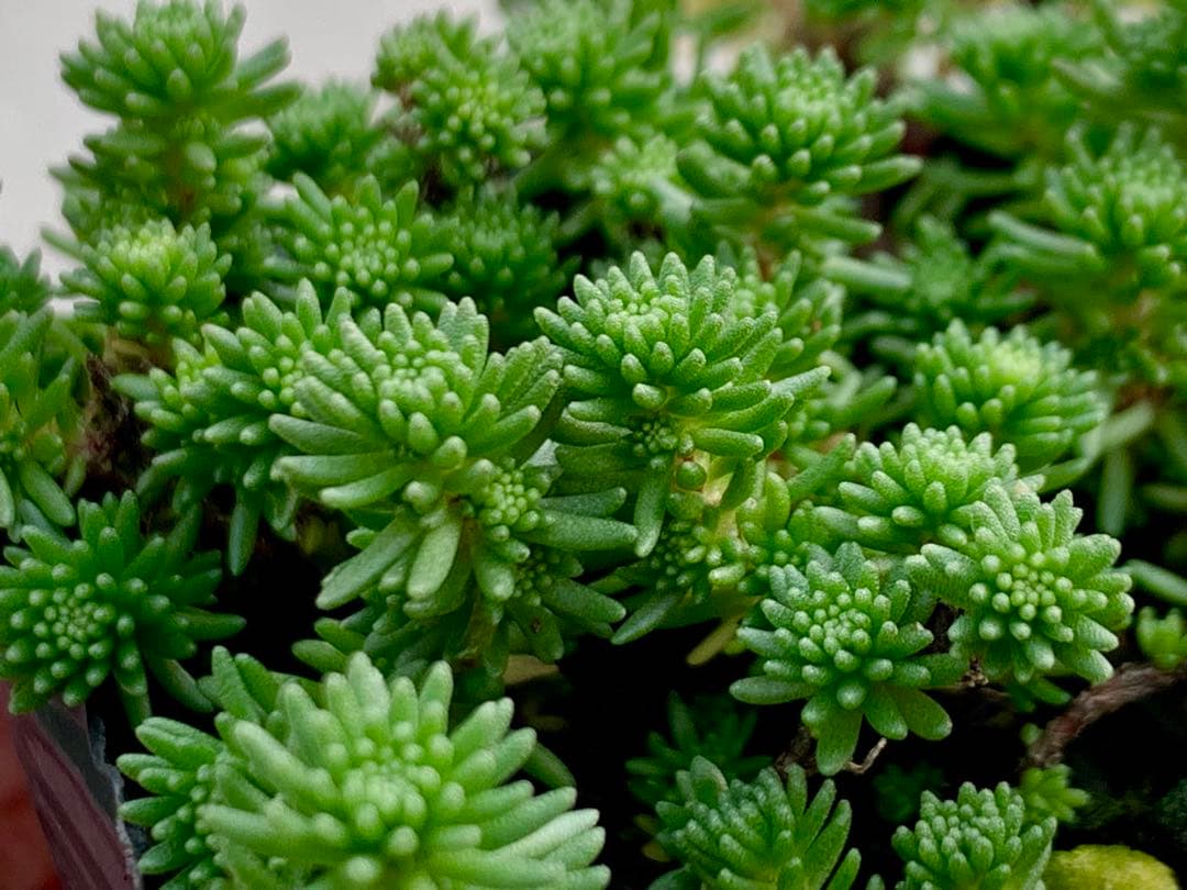 超レア！グラシル　多肉植物　6cmポット　抜き苗　いちかわふぁーむさん