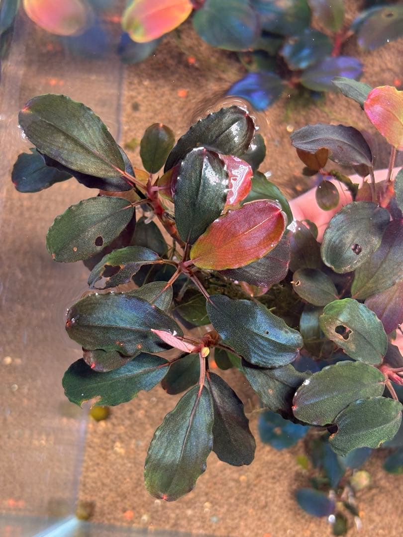 ブセファランドラ　レッドバード　10株以上