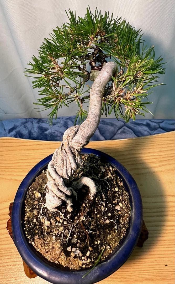 赤松　根上がり