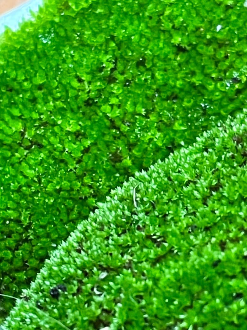 ホソウリゴケのリクエスト用ページ