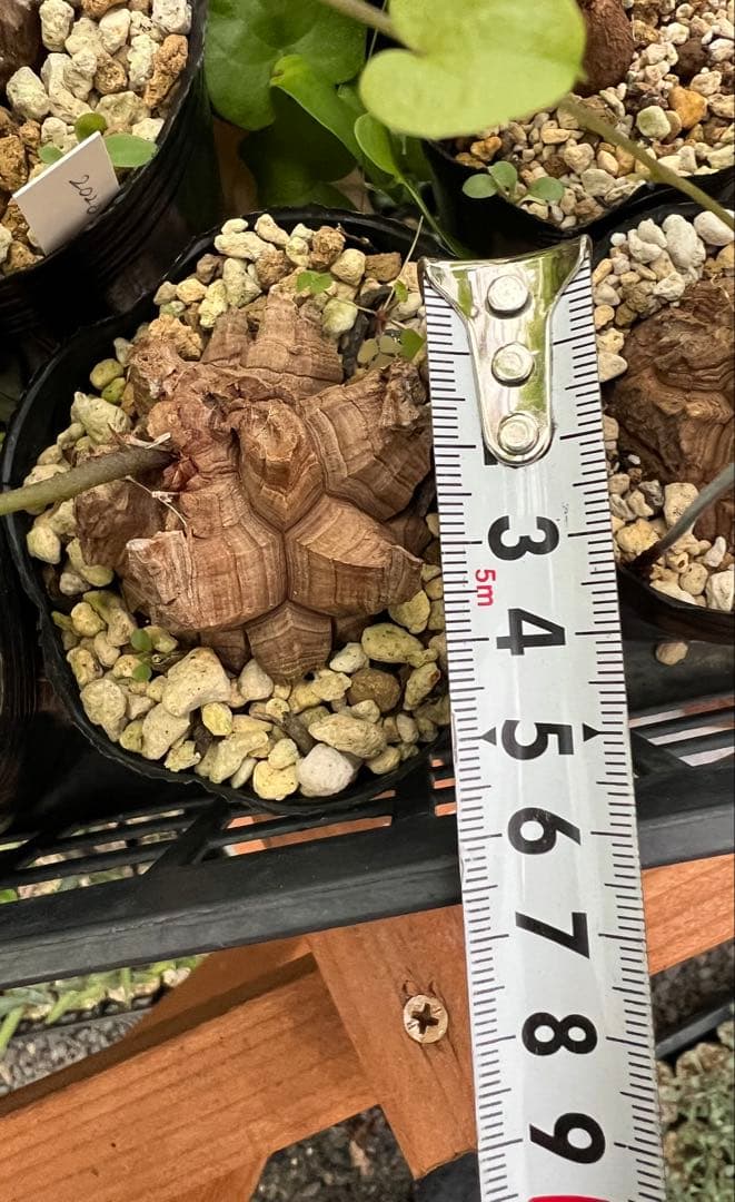 確認用② 亀甲竜実生株