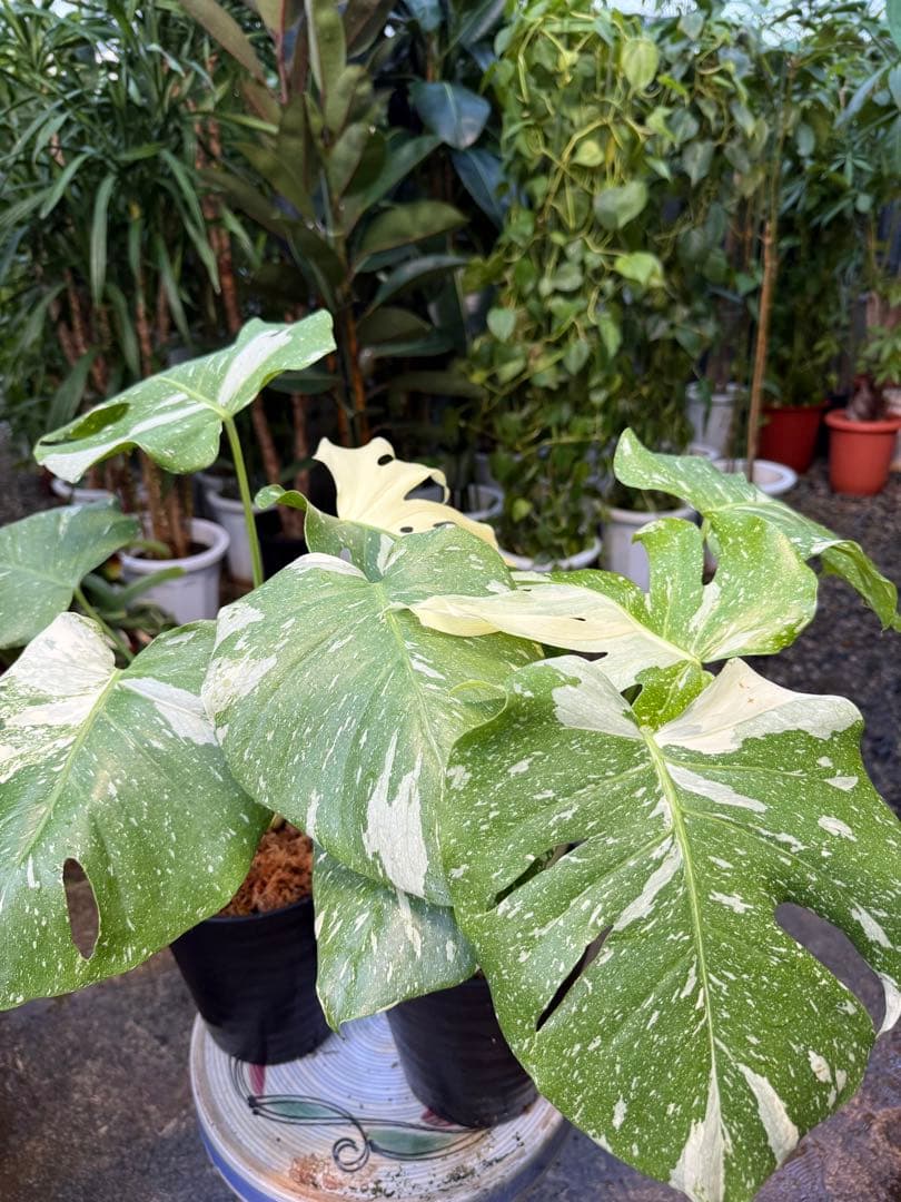 【特大極上苗】モンステラ 斑入り タイコンステレーション クリームブリュレ 2鉢