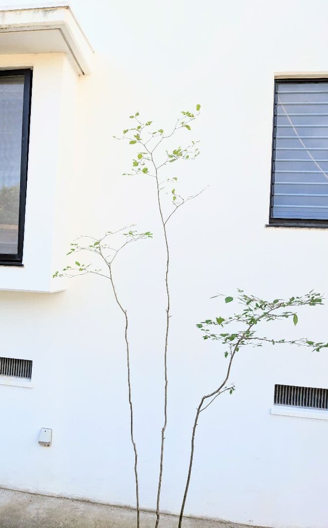 透明感。山採りアオハダ。