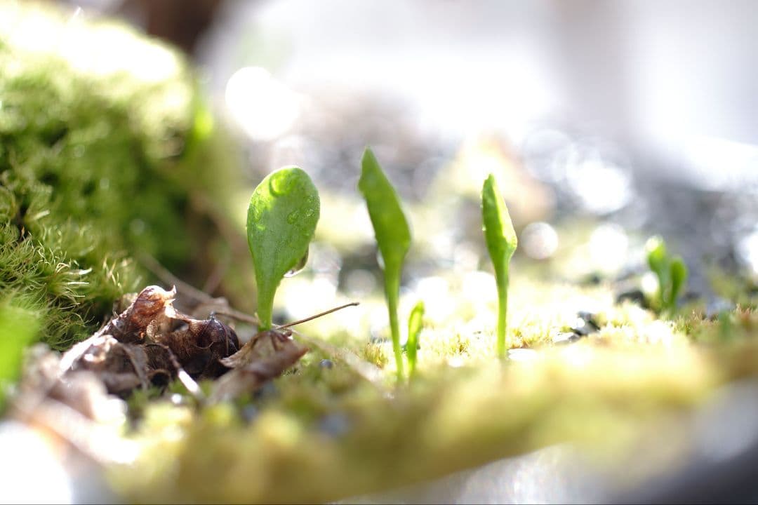 【実写例有】Carl Zeiss Makro-Planar 50mm zf.2