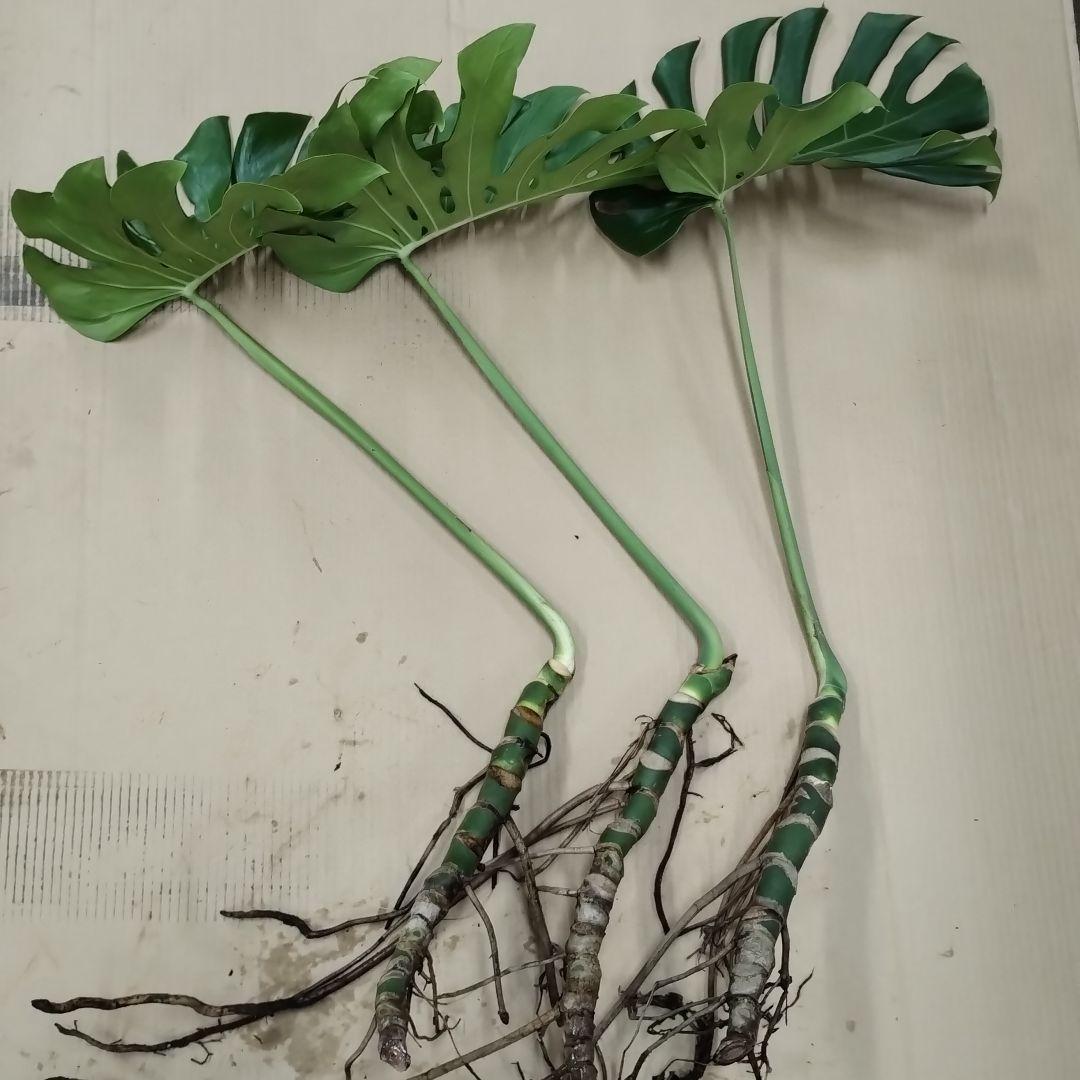 モンステラ ３本セット　木質化幹立ち根上り