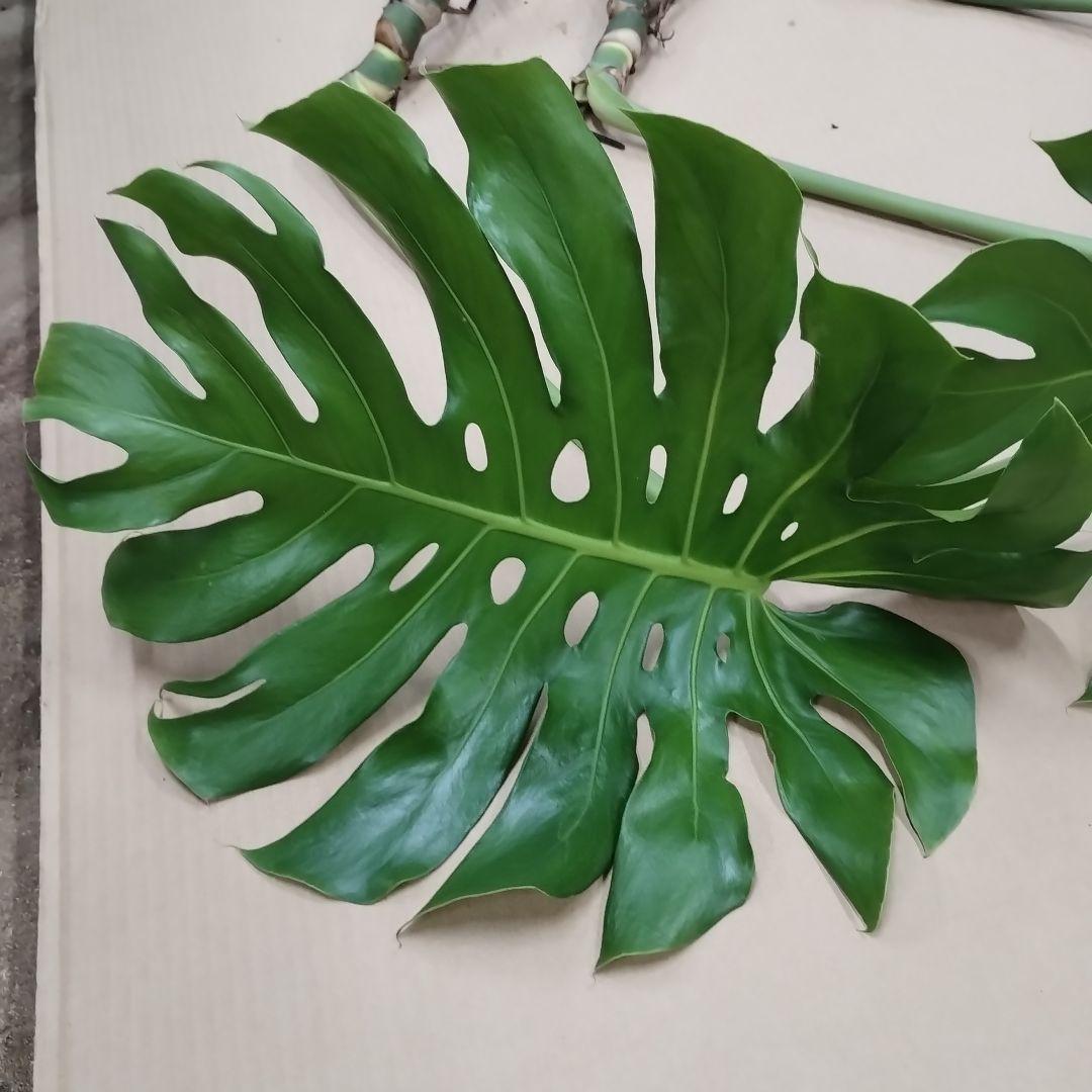 モンステラ ３本セット　木質化幹立ち根上り