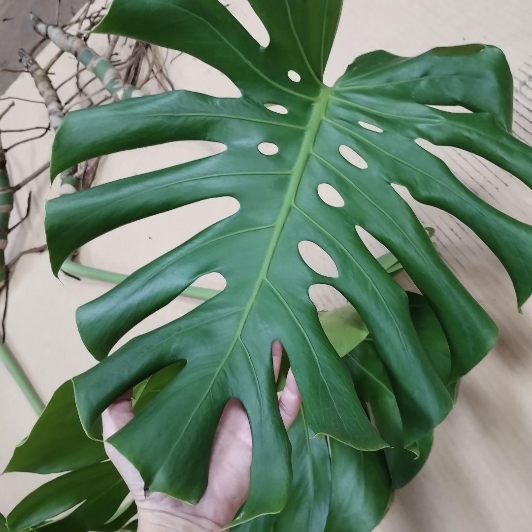 モンステラ ３本セット　木質化幹立ち根上り