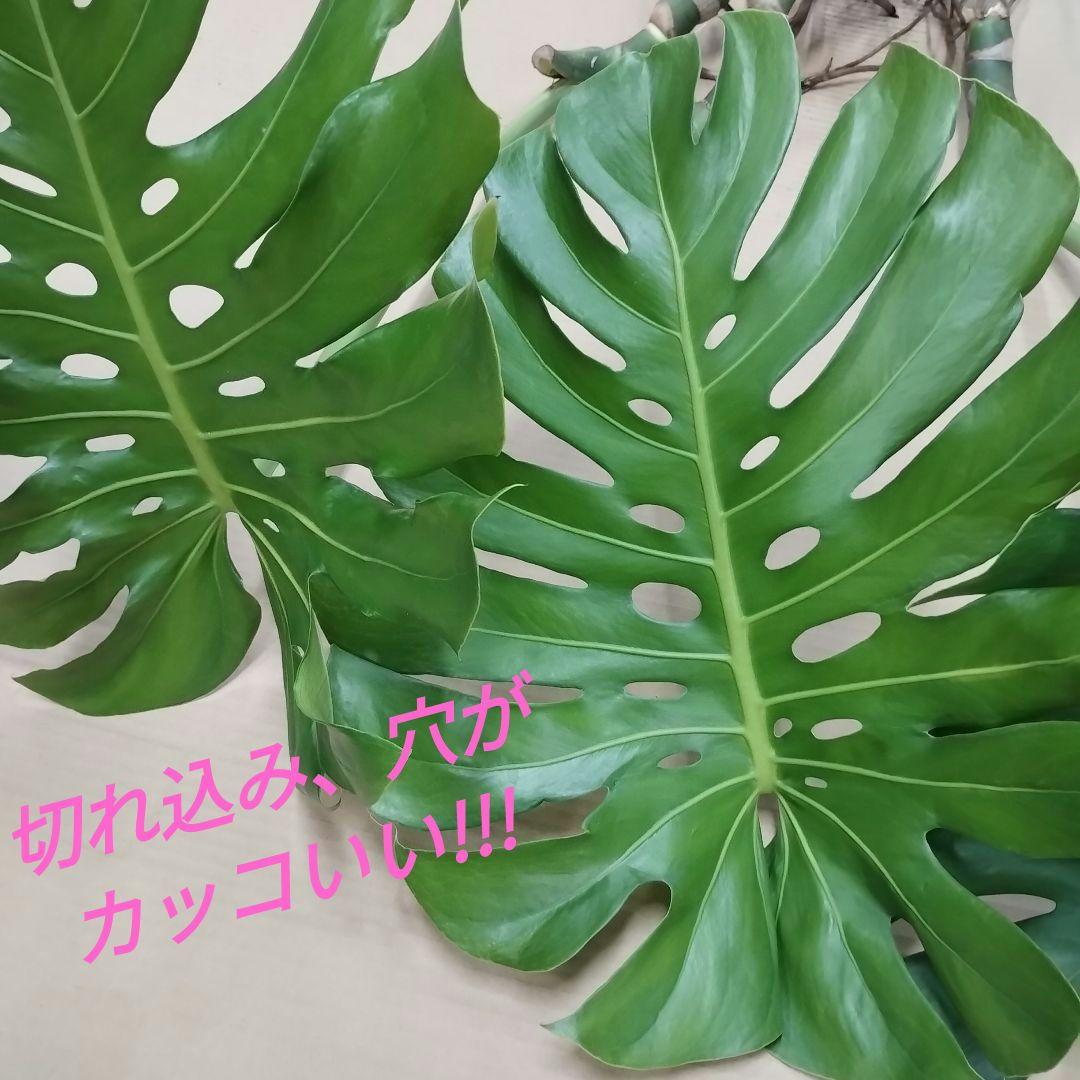 モンステラ ３本セット　木質化幹立ち根上り