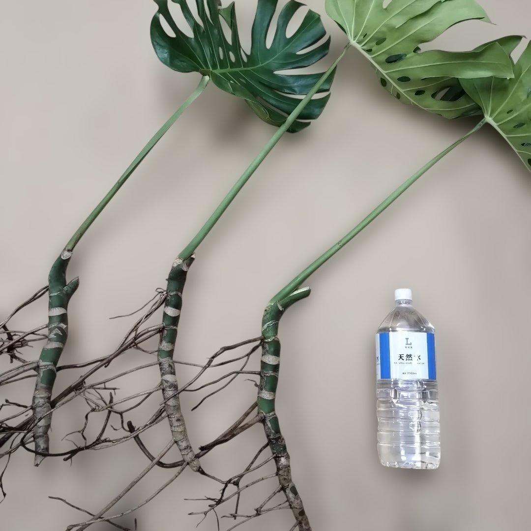 モンステラ ３本セット　木質化幹立ち根上り