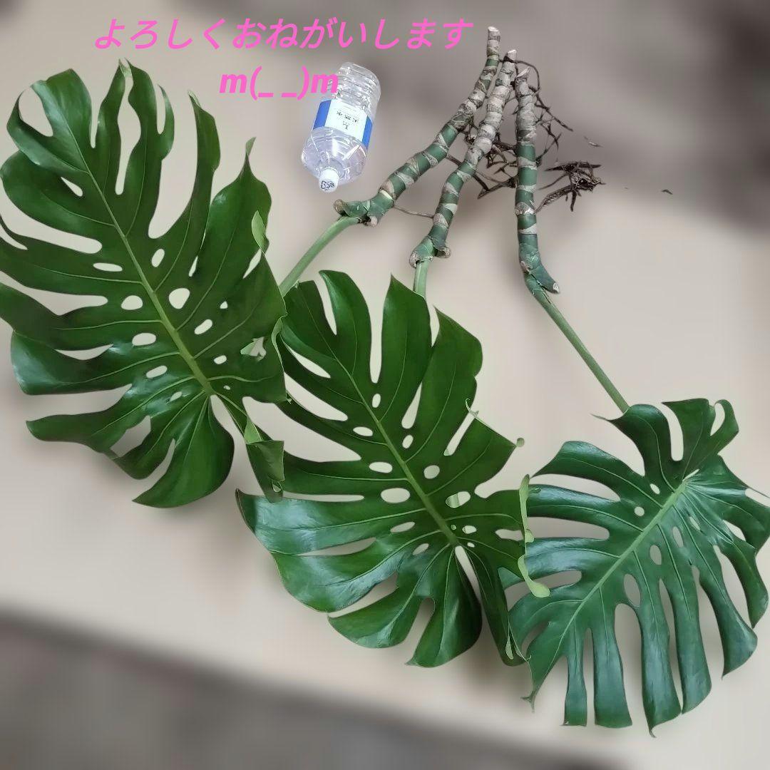 モンステラ ３本セット　木質化幹立ち根上り
