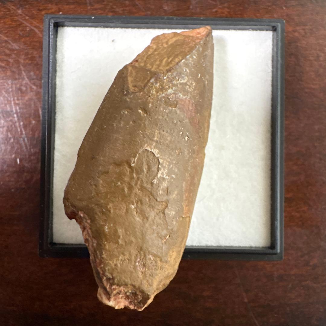 カルカロドントサウルスの歯 化石 約4センチ