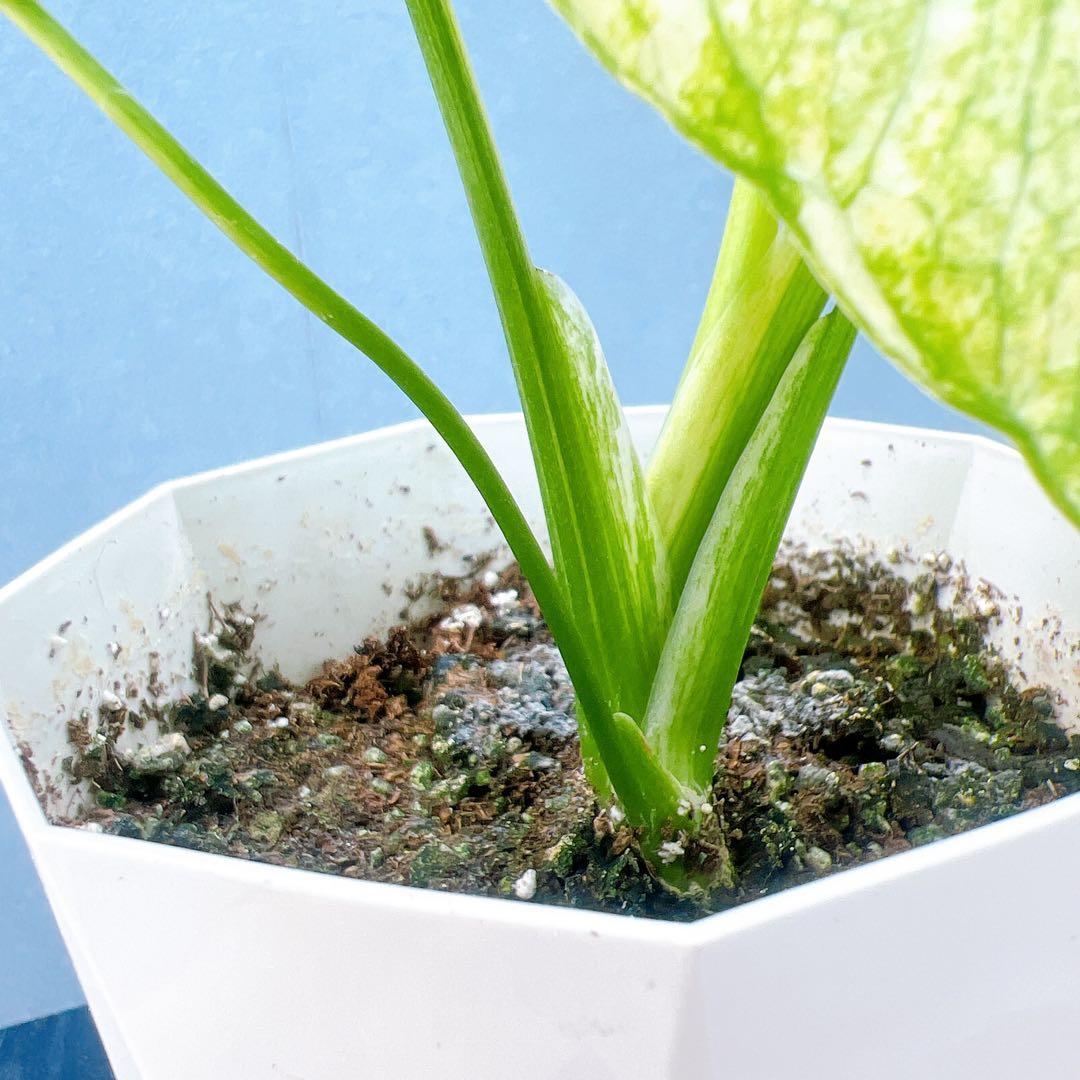 現品　モンステラ　ホワイトモンスター　41番　希少　観葉植物　インテリアグリーン