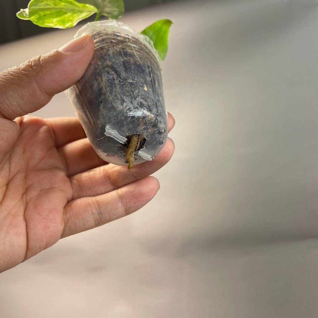 の*る様 ms28品種保証！斑入り保証！モンステラ バルバソー フシギダネ　順化