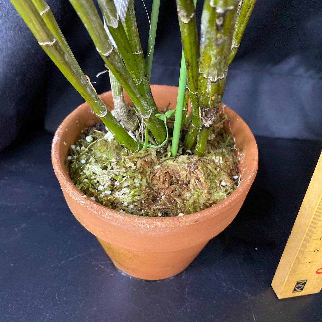 まらぎ　アメジストグロッサム　セレベンシス