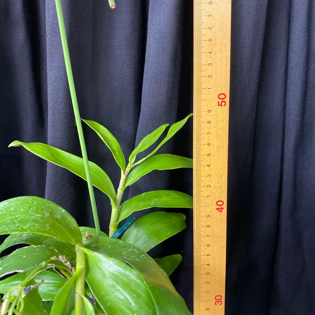 まらぎ　アメジストグロッサム　セレベンシス