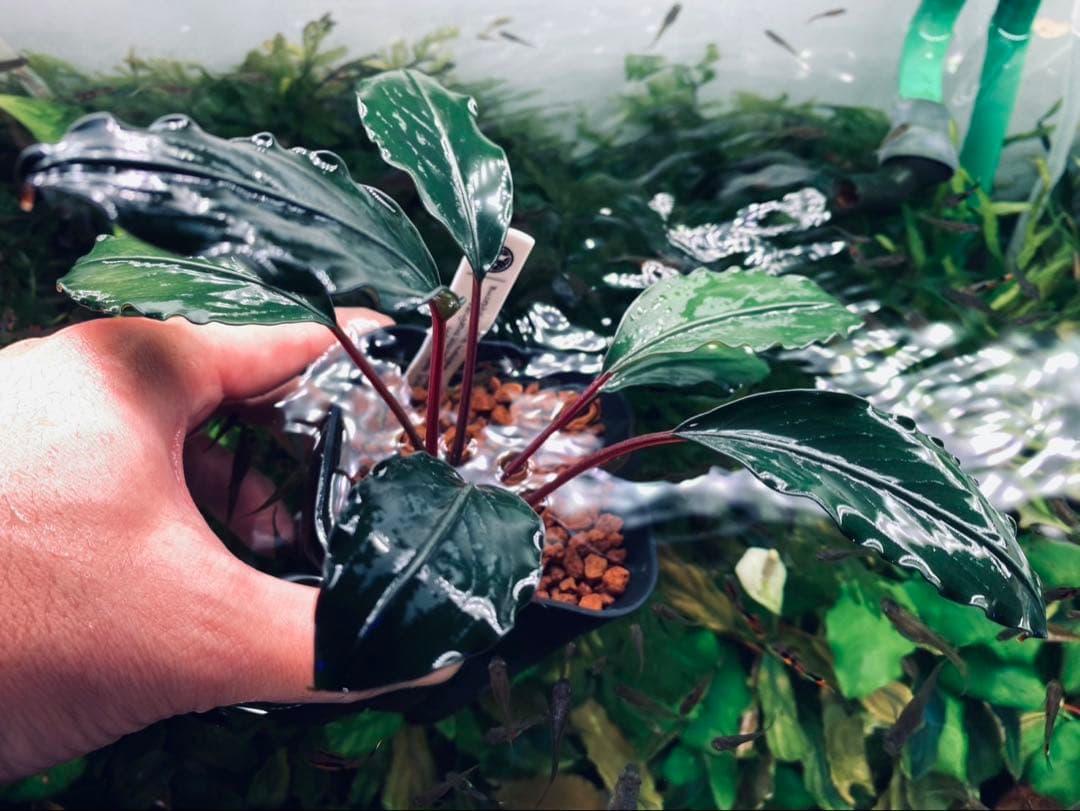 【KN便】モトレイアーナ