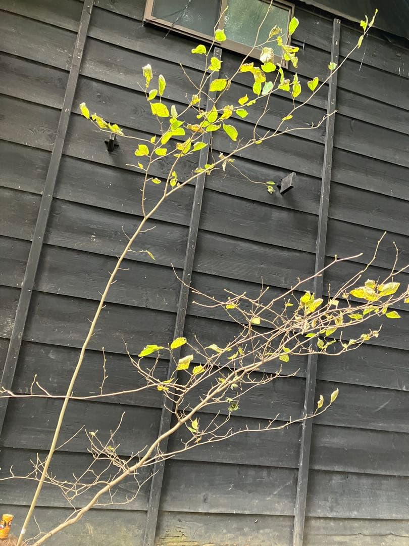 85 山採り　ハシバミ