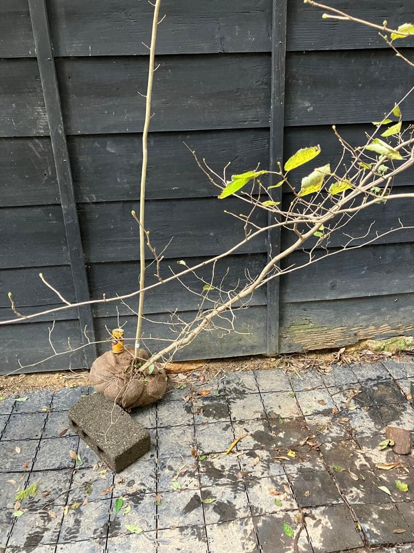 85 山採り　ハシバミ