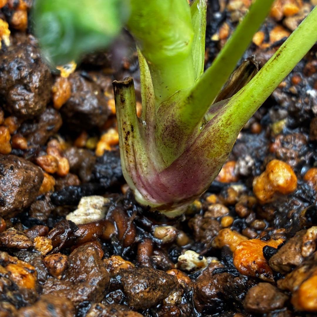 の*ん様 3438☘️花、自筆タグ付☘️⭐️ダーククレオパトラ⭐️超多弁⭐️中輪