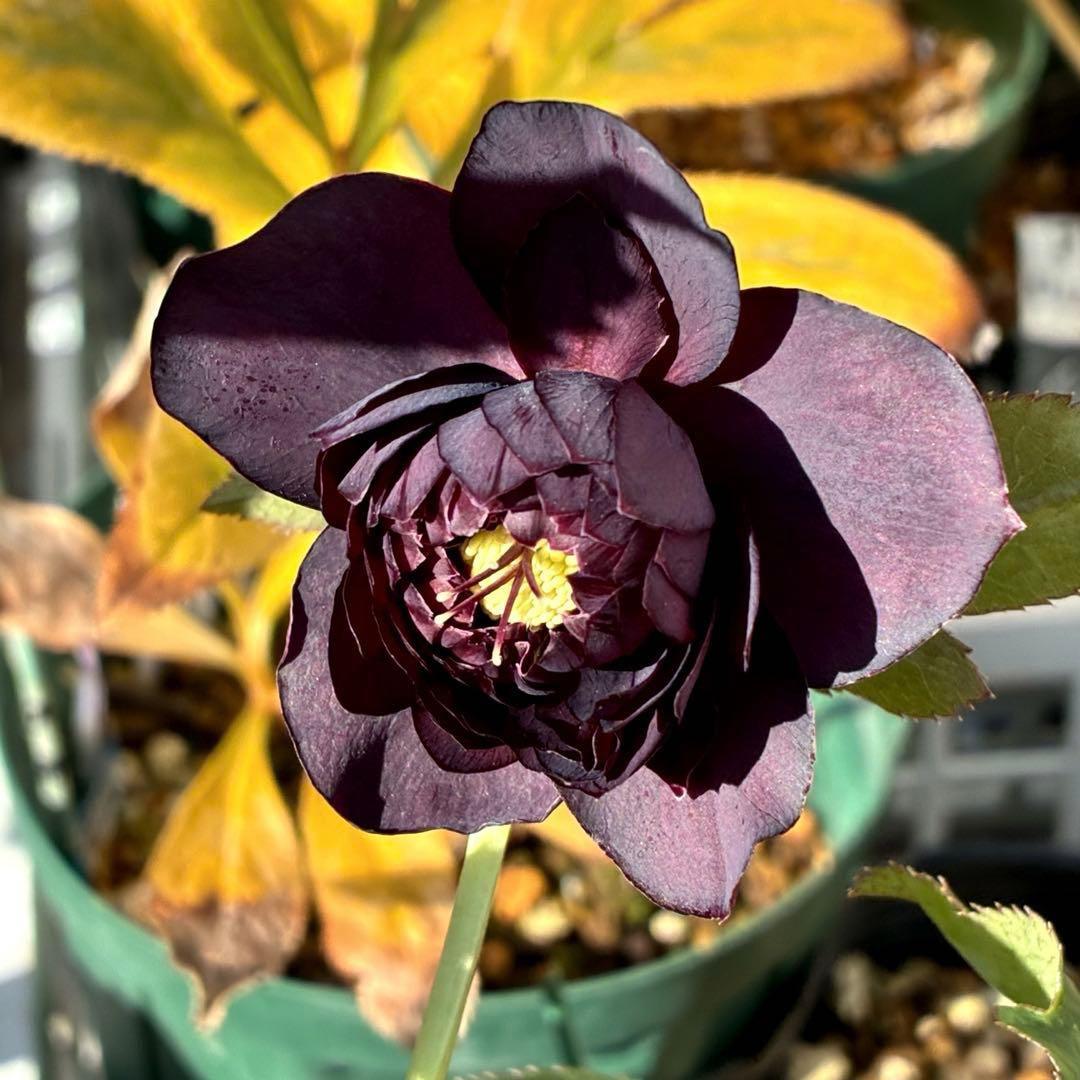 の*ん様 3438☘️花、自筆タグ付☘️⭐️ダーククレオパトラ⭐️超多弁⭐️中輪