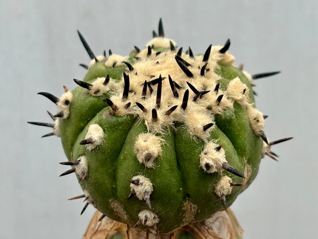 コピアポア　佐野短刺黒王丸　モンストローサ