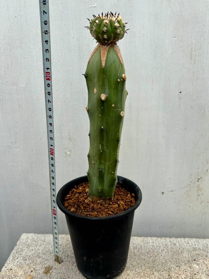 コピアポア　佐野短刺黒王丸　モンストローサ