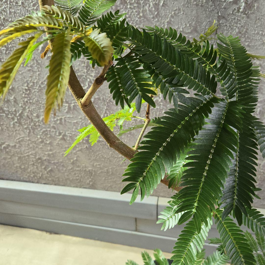 ⑤　エバーフレッシュ曲がり仕立て　8号特大苗木最高等級極上品‼️