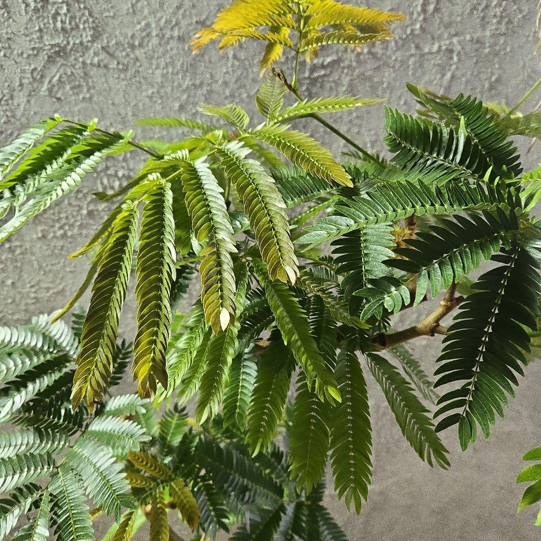 ⑤　エバーフレッシュ曲がり仕立て　8号特大苗木最高等級極上品‼️