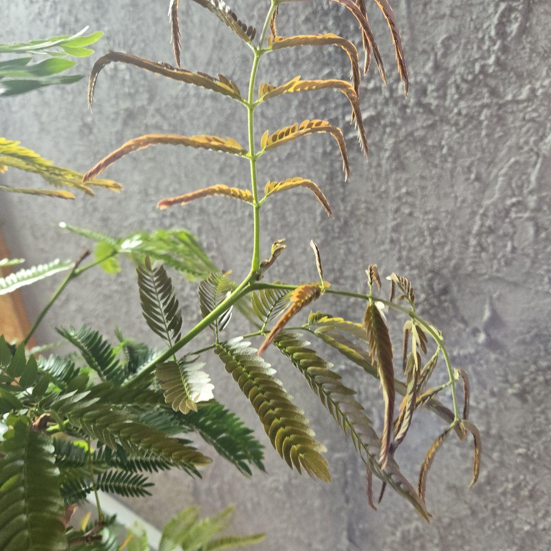 ⑤　エバーフレッシュ曲がり仕立て　8号特大苗木最高等級極上品‼️