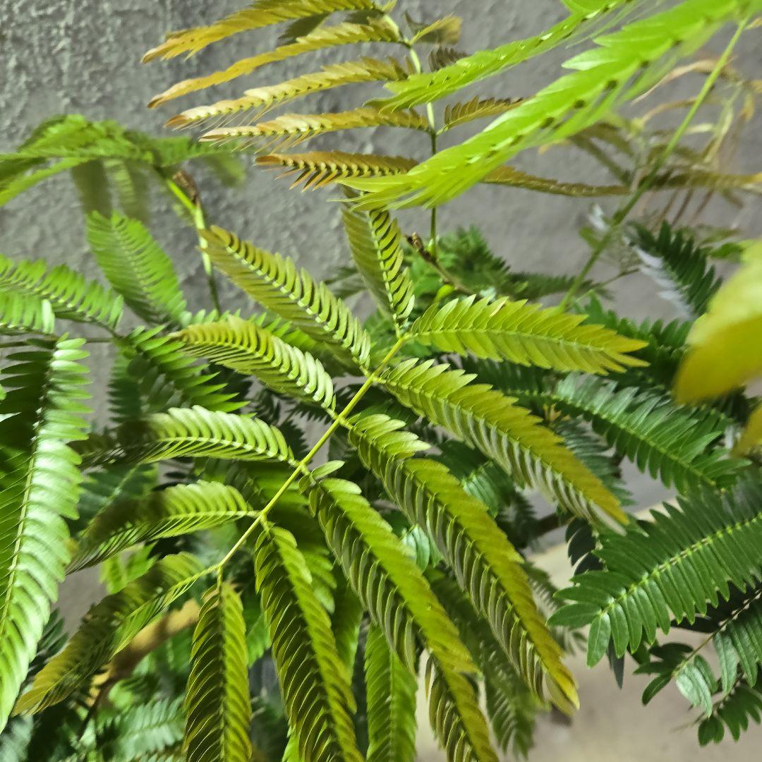 ⑤　エバーフレッシュ曲がり仕立て　8号特大苗木最高等級極上品‼️