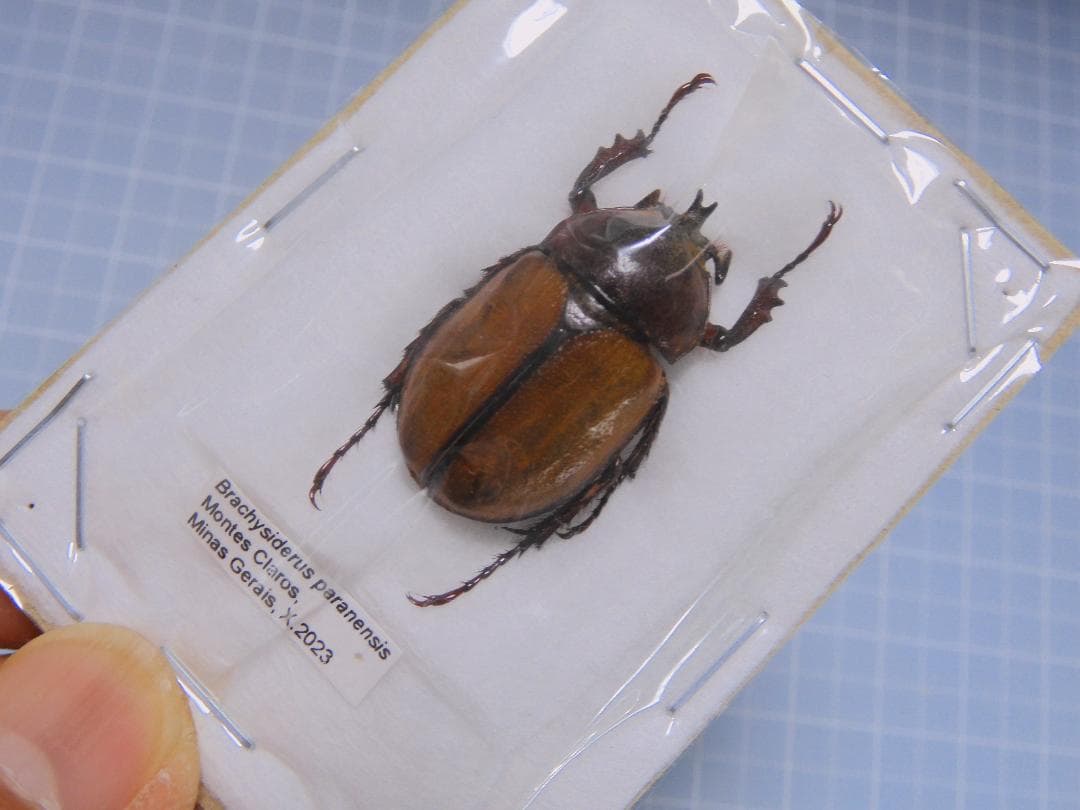 ブラジル産　パラネンシスヒナカブト　27mm