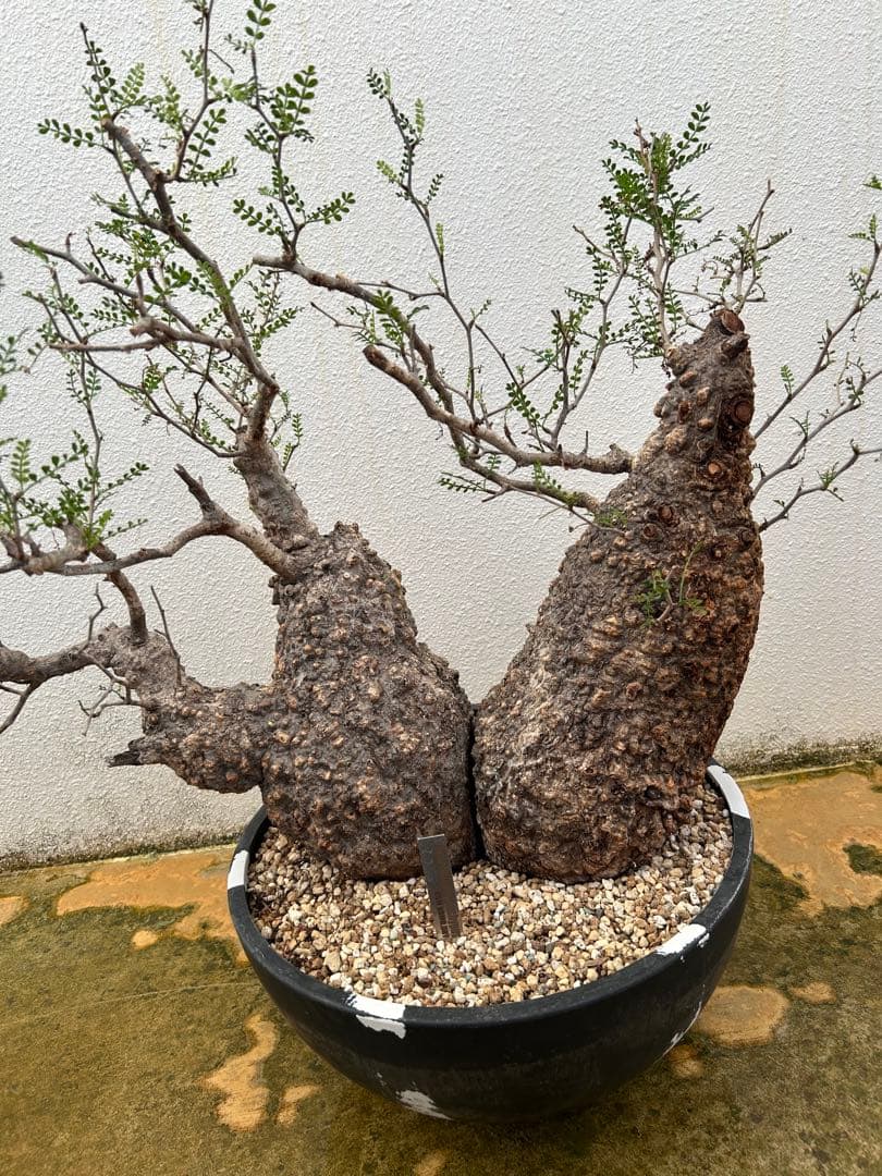 【巨大美樹形】30㎝超 オペルクリカリア パキプス現地発根済株 2頭超美株