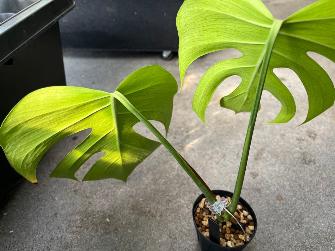 モンステラ デリシオーサ シエラナ 検索 スケルトン ブラジリアンフォーム 実生