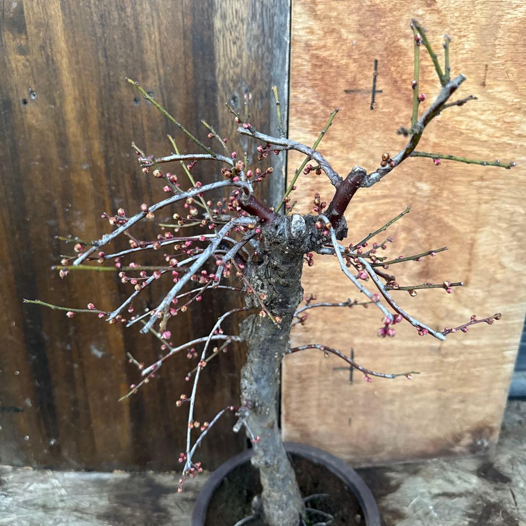 梅　盆栽　思いのまま　大株