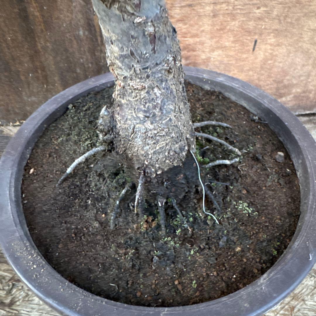 梅　盆栽　思いのまま　大株