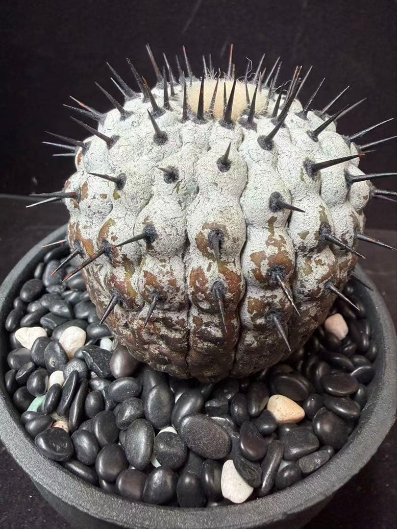 限定発売 コピアポア　黒王丸　Copiapoa cinerea手作り樹脂粘土